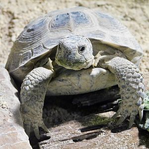 Horsfield's Tortoise (Testudo horsfieldii) - Kawasui Kawasaki Aquarium November 19, 2025