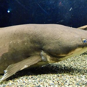 Vundu (Heterobranchus longifilis) - Kawasui Kawasaki Aquarium November 19, 2025