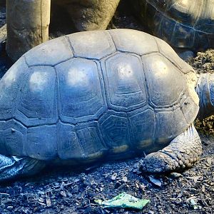 Red-Footed Tortoise (Chelonoidis carbonarius) - Kawasui Kawasaki Aquarium November 19, 2025
