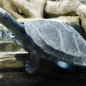 Yellow-Spotted River Turtle (Podocnemis unifilis) - Kawasui Kawasaki Aquarium November 19, 2025