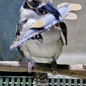 Laughing Kookaburra (Dacelo novaeguineae) - Kawasui Kawasaki Aquarium November 19, 2025