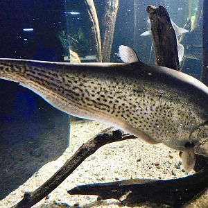 Indochina Featherback (Chitala blanci) - Kawasui Kawasaki Aquarium November 19, 2025