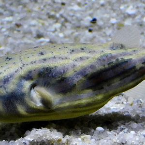 Fahaka Pufferfish (Tetraodon lineatus) - Kawasui Kawasaki Aquarium November 19, 2025