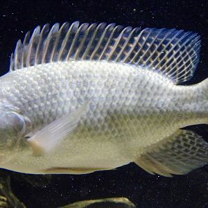 Nile Tilapia (Oreochromis niloticus) - Kawasui Kawasaki Aquarium November 19, 2025