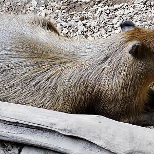 Capybara (Hydrochoerus hydrochaeris) - Kawasui Kawasaki Aquarium November 19, 2025