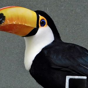 Toco Toucan (Ramphastos toco) - Kawasui Kawasaki Aquarium November 19, 2025