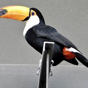 Toco Toucan (Ramphastos toco) - Kawasui Kawasaki Aquarium November 19, 2025