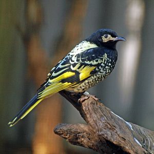Regent honeyeater