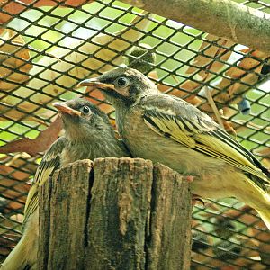Regent honeyeater chicks