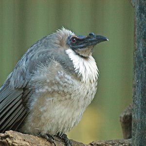 Noisy friarbird