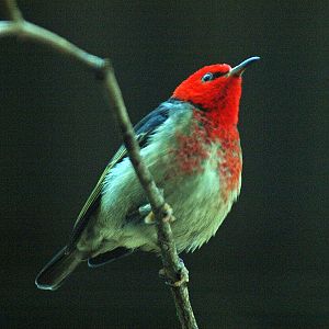 Scarlet honeyeater