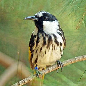 White-cheeked honeyeater