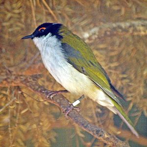 White-naped honeyeater