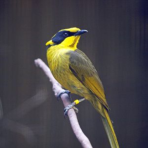 Yellow-tufted honeyeater