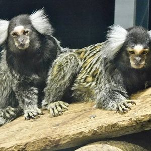 Two Common Marmoset (Callithrix jacchus) - Kawasui Kawasaki Aquarium November 19, 2025