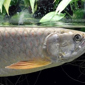 Southern Saratoga (Scleropages leichardti) - Kawasui Kawasaki Aquarium November 19, 2025