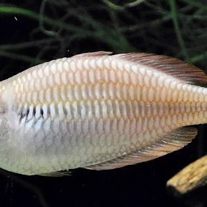 Lake Kuromoi Rainbowfish (Melanotaenia parva) - Kawasui Kawasaki Aquarium November 19, 2025