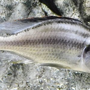 Malawi Eyebiter (Dimidiochromis compressiceps) - Kawasui Kawasaki Aquarium November 19, 2025