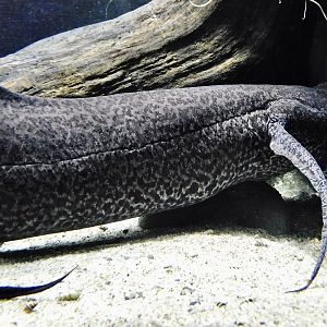 African Lungfish (Protopterus aethiopicus) - Kawasui Kawasaki Aquarium November 19, 2025