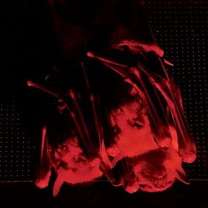 Three Egyptian Rousette (Rousettus aegyptiacus) - Kawasui Kawasaki Aquarium November 19, 2025