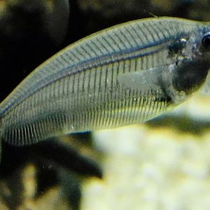 Glass Catfish (Kryptopterus vitreolus) - Kawasui Kawasaki Aquarium November 19, 2025
