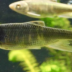 Pale Chub (Opsariichthys platypus) - Kawasui Kawasaki Aquarium November 19, 2025