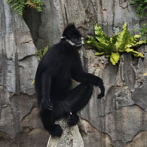 Francois' Langur (Trachypithecus francoisi