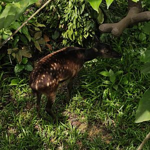 Philippine spotted deer (Rusa alfredi)
