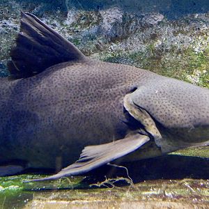 Gilded Catfish (Zungaro zungaro) - Kawasui Kawasaki Aquarium November 19, 2025