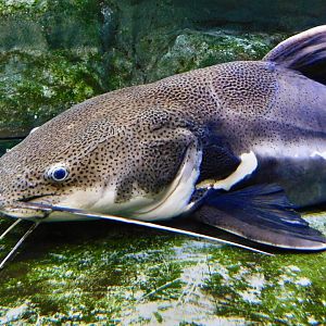 Redtail Catfish (Phractocephalus hemioliopterus) - Kawasui Kawasaki Aquarium November 19, 2025