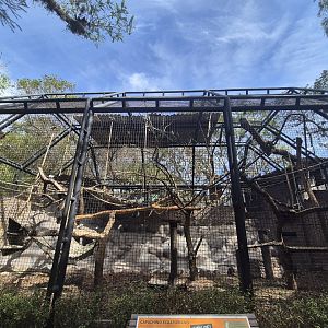 Maranon White-fronted Capuchin/ Ecuadorian White-fronted Capuchin exhibit