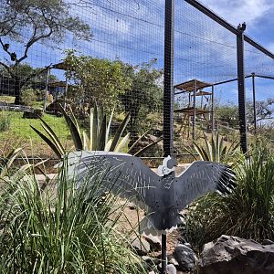 Andean Condor Aviary