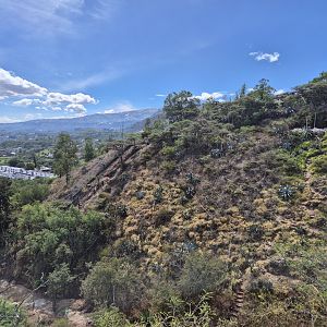 Future Spectacled Bear exhibit