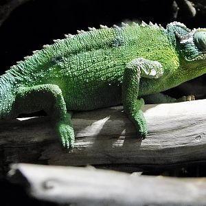 Jackson's Chameleon (Trioceros jacksonii) - Kawasui Kawasaki Aquarium November 19, 2025