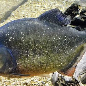 Red Piranha (Pygocentrus nattereri) - Kawasui Kawasaki Aquarium November 19, 2025