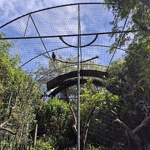 Black and Cheshunt Eagle Aviary