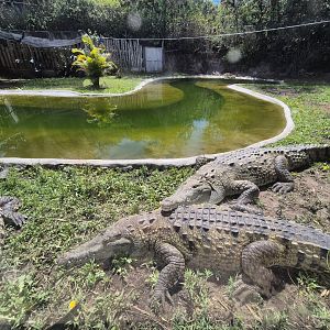 American crocodile exhibit