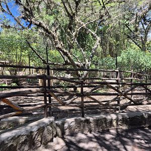 Mazama rufina exhibit