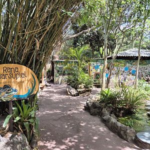 Marsupial frog House