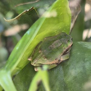 Riobamba marsupial frog