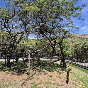 Peruvian Squirrel Monkey exhibit