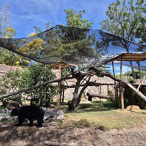 Spectacled Bear exhibit