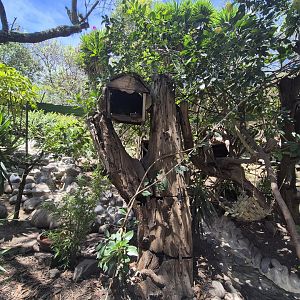 Peruvian Crab-eating Raccoon exhibit