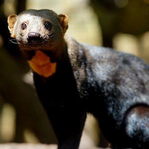 Ecuadorian Tayra