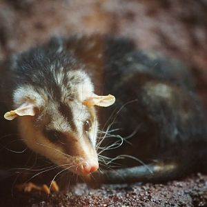 Andean White-eared opposum
