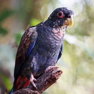Bronze-winged Parrot