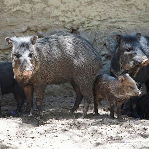 Southern Colored Peccary