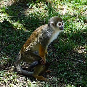 Ecuadorian Squirrel monkey