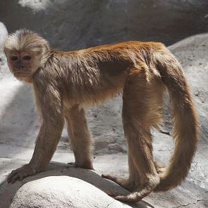 Maranon White-fronted Capuchin