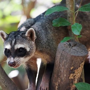 Ecuadorian Crab-eating Raccoon